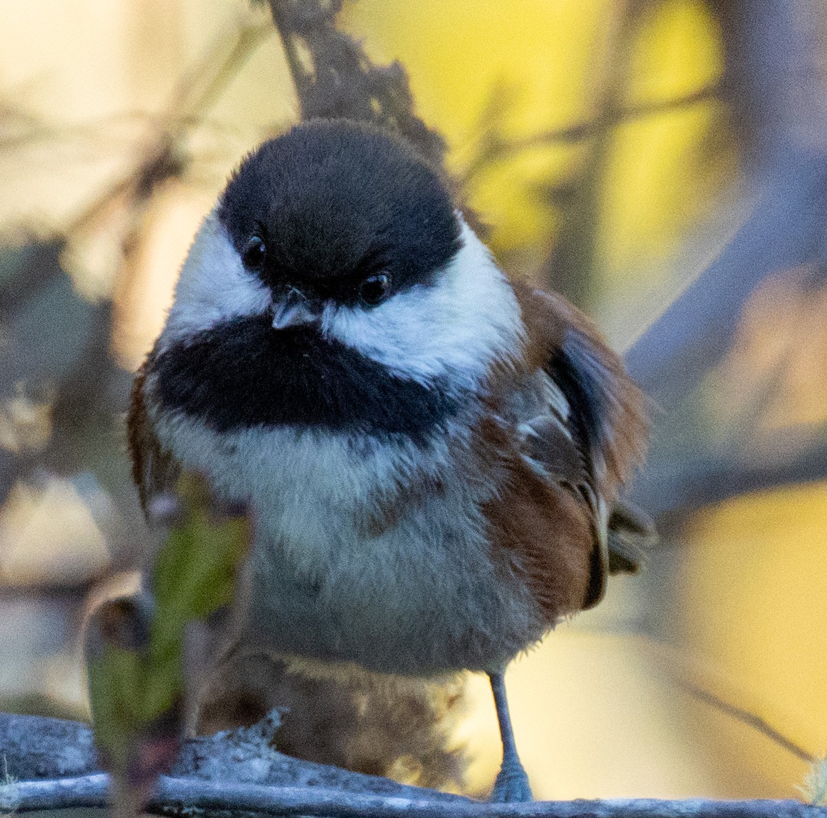 Chestnut-backed Chickadee - ML643593703