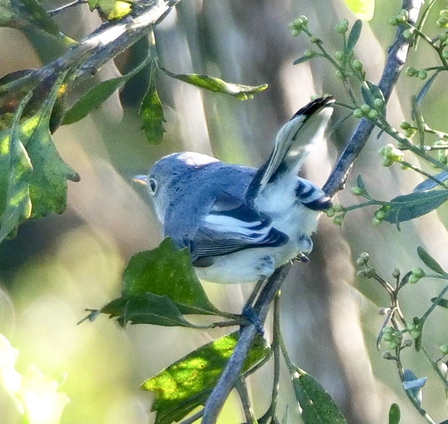 Blue-gray Gnatcatcher - ML643593705