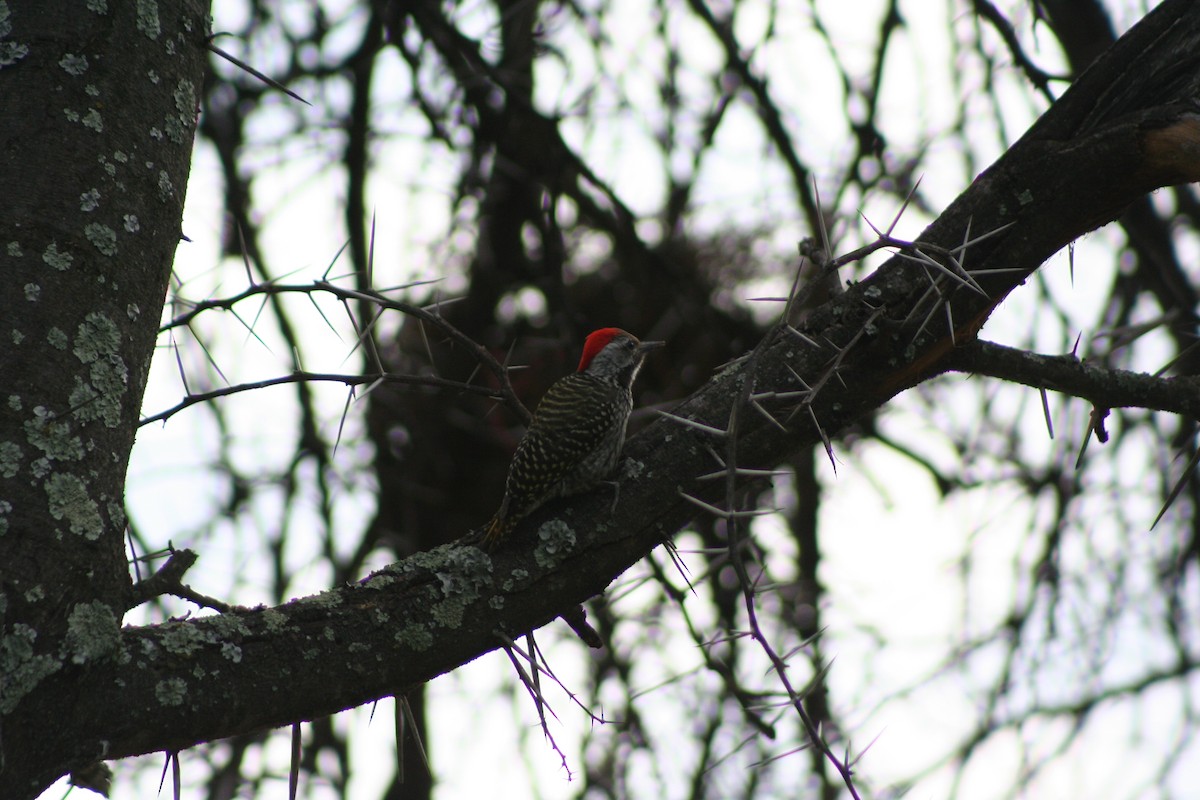Cardinal Woodpecker - ML643593706