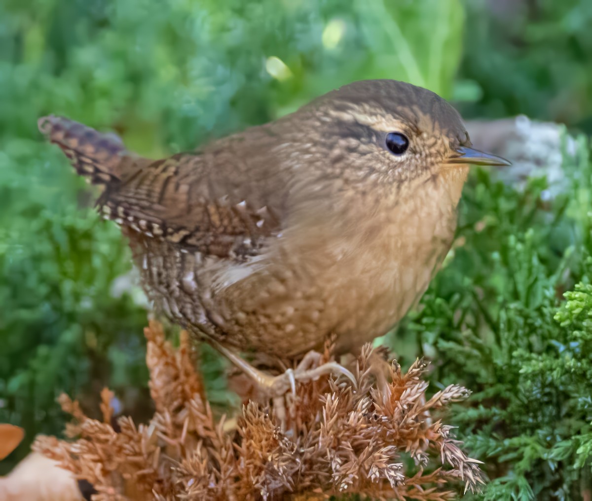 Pacific Wren (Pacific) - ML643593709