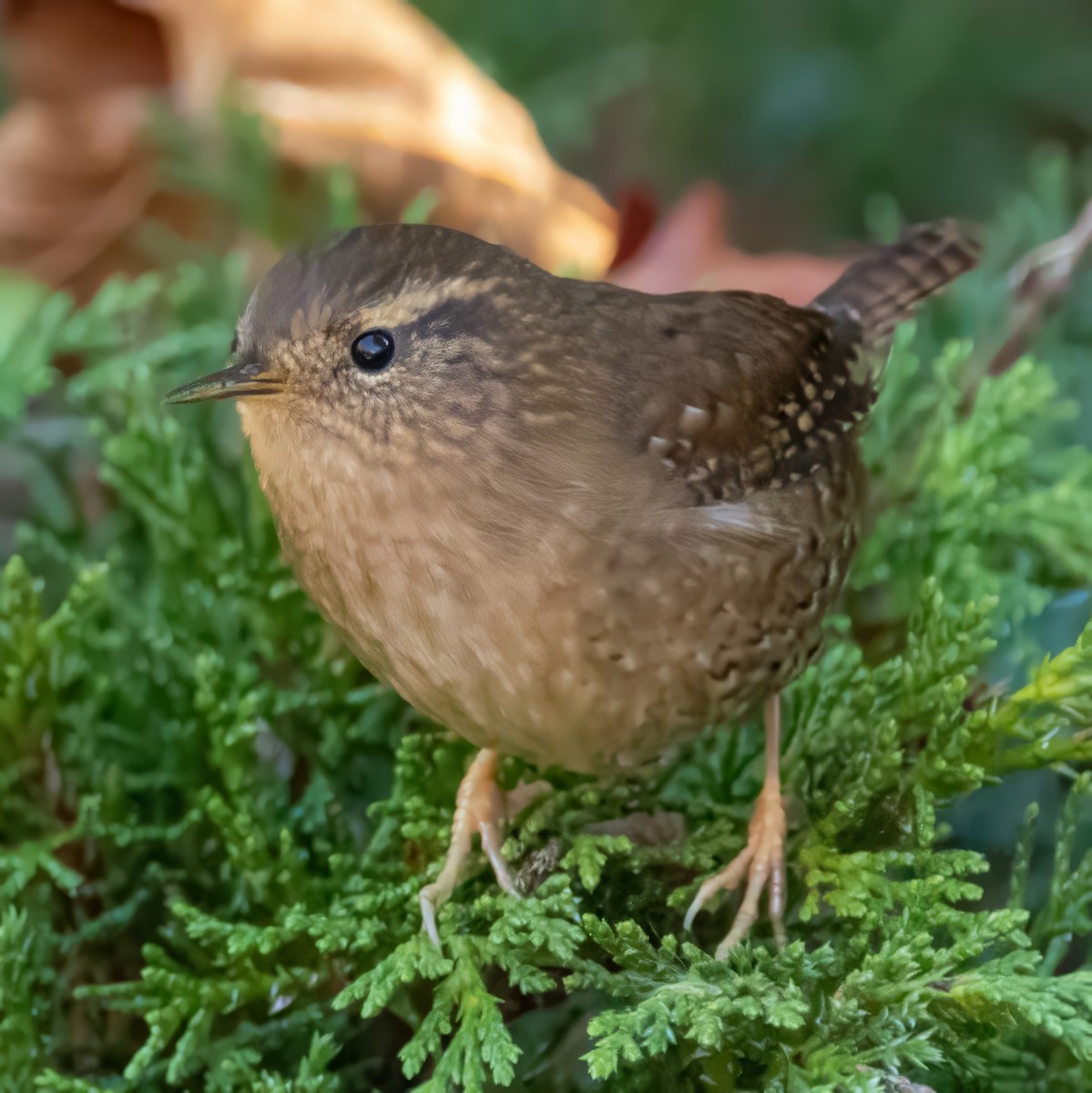 Pacific Wren (Pacific) - ML643593710