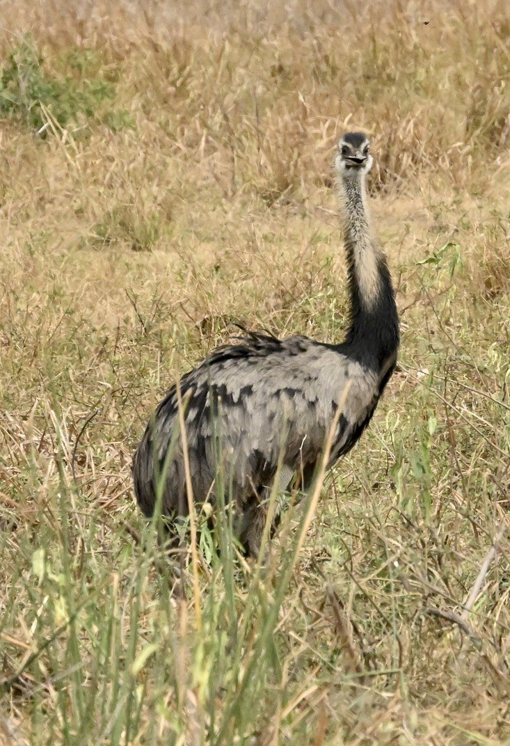 nandu pampový - ML643593717