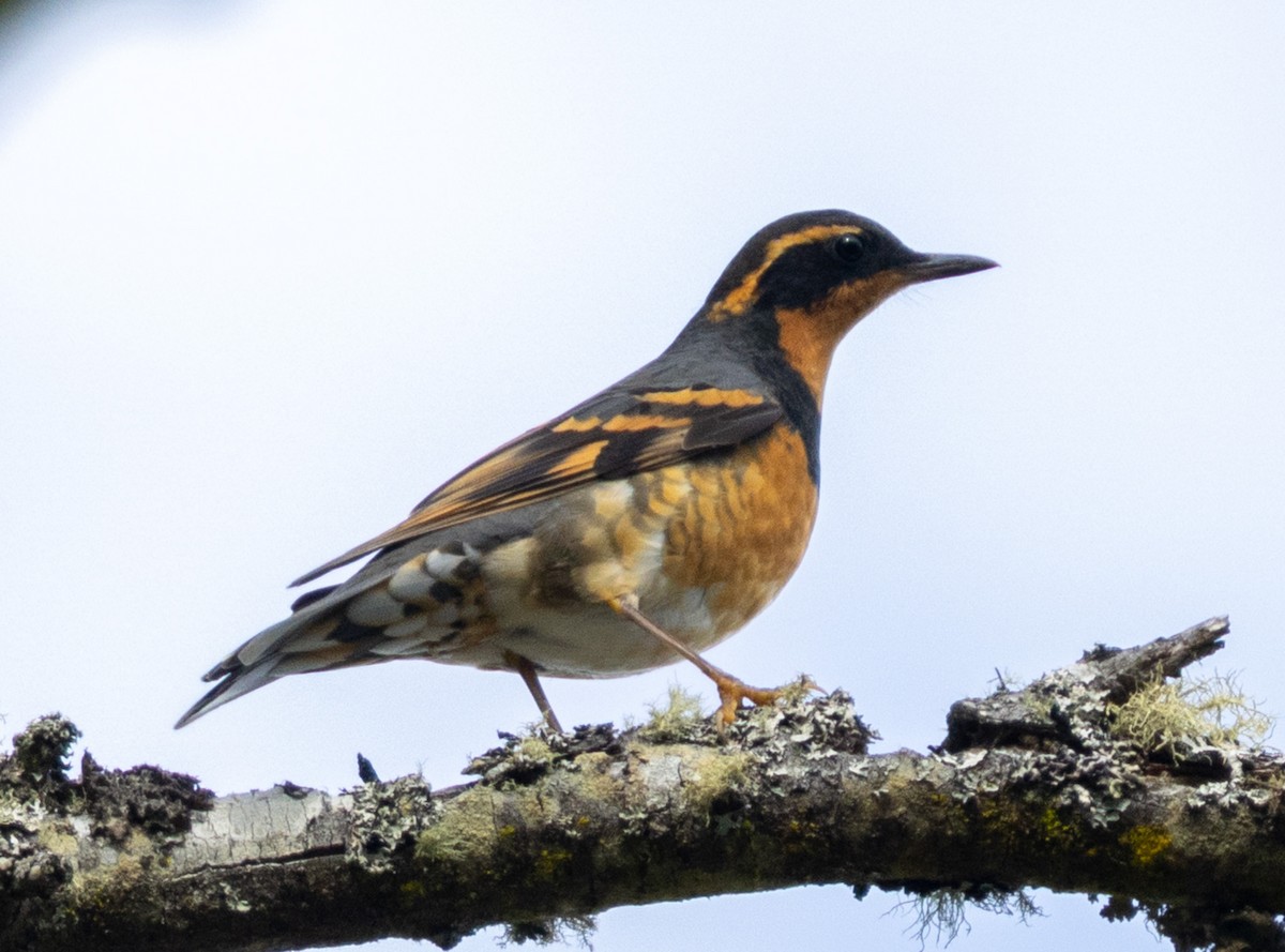 Varied Thrush - ML643593721
