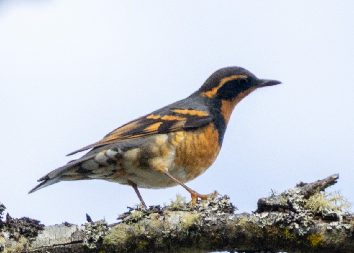 Varied Thrush - ML643593722