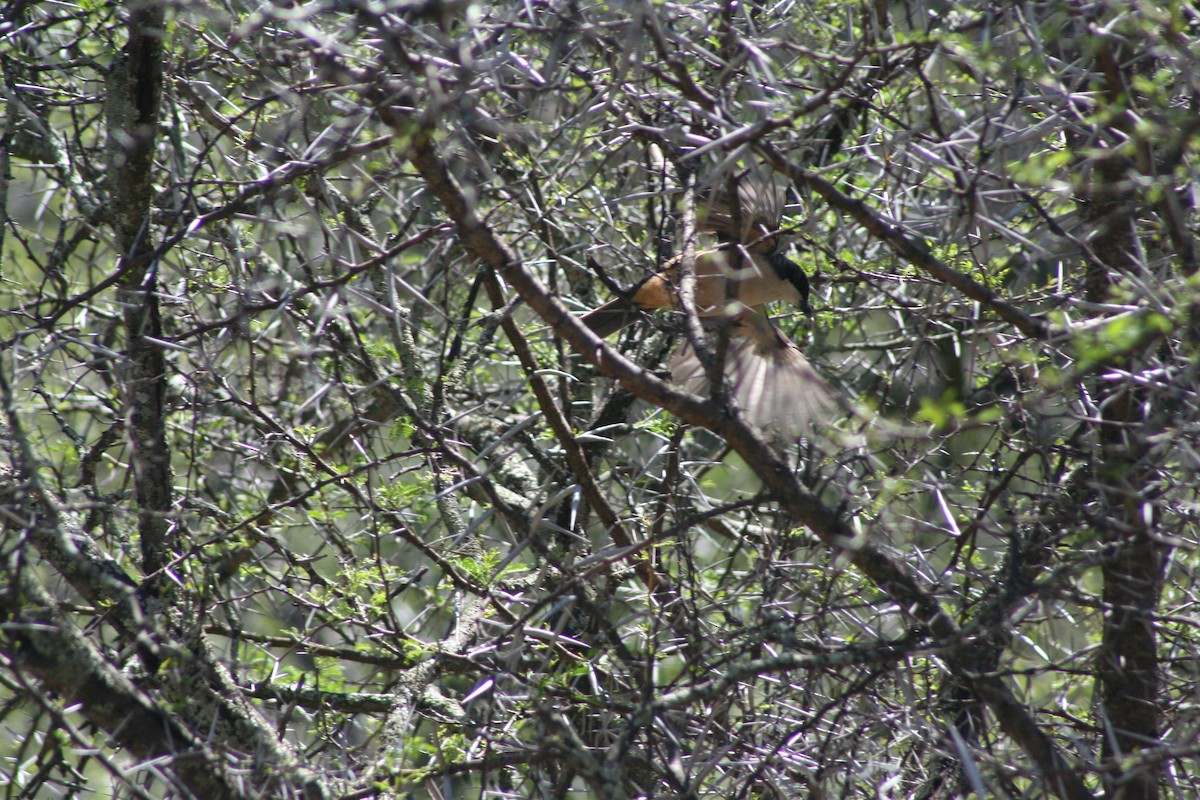Southern Boubou - ML643593731