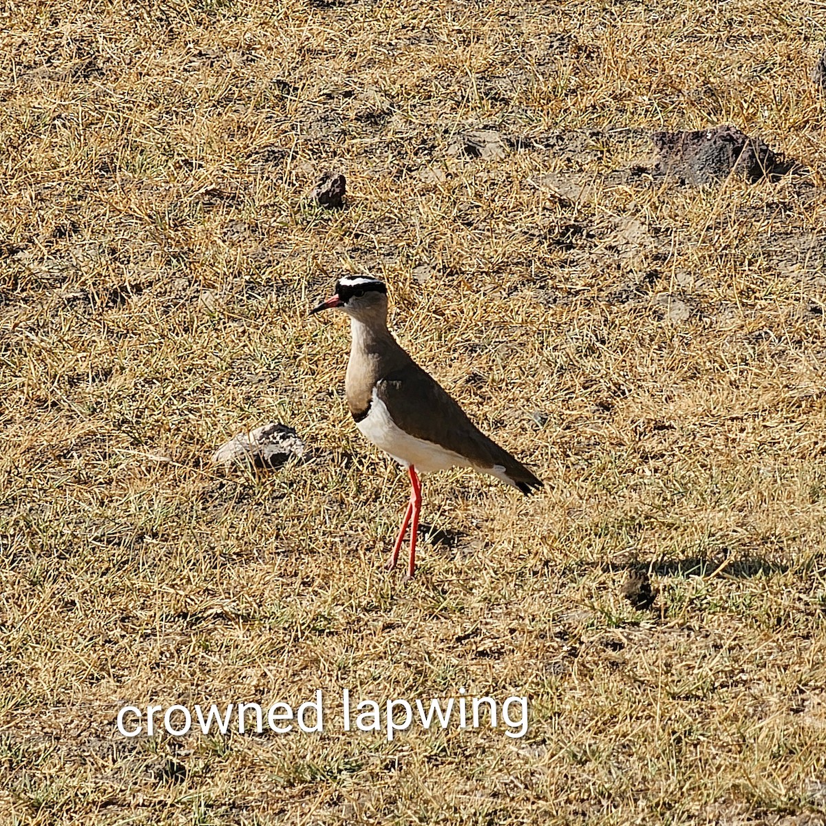 Crowned Lapwing - ML643593732