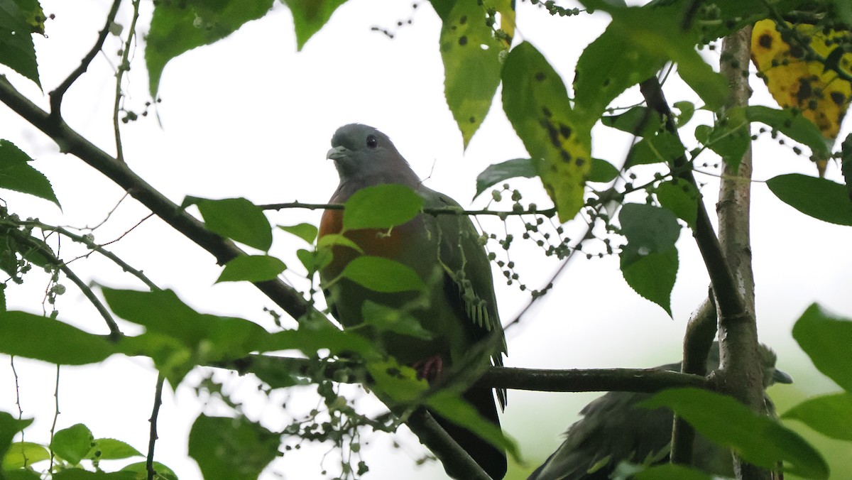 Pink-necked Green-Pigeon - ML643593733