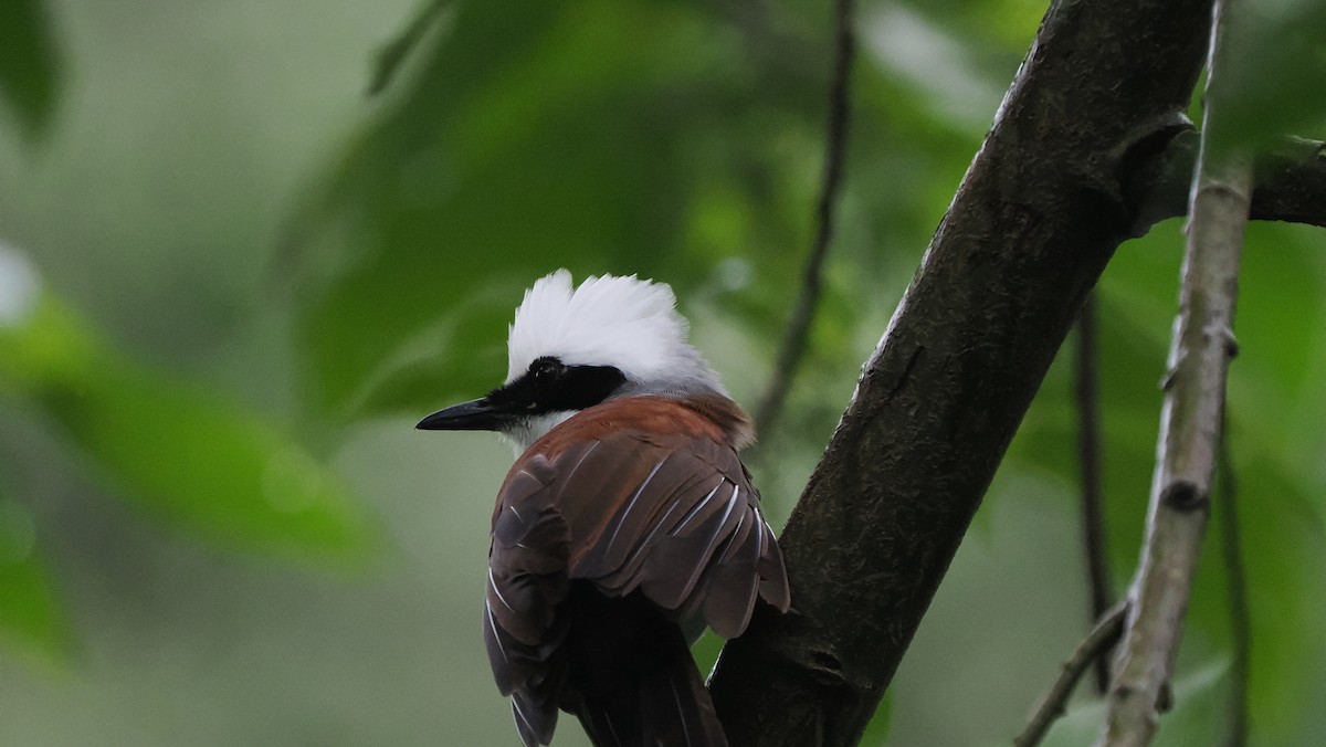 White-crested Laughingthrush - ML643593745