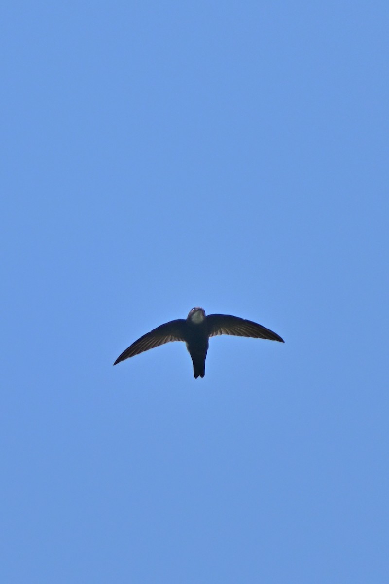 House Swift - ML643593748