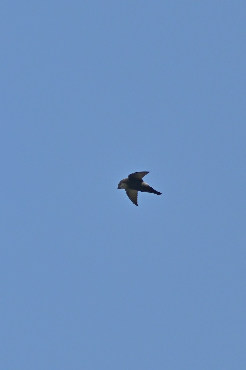 House Swift - ML643593749