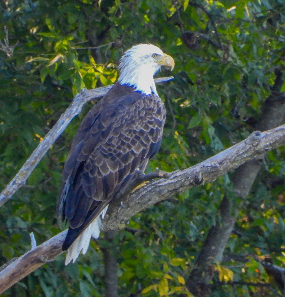 Weißkopf-Seeadler - ML643593750