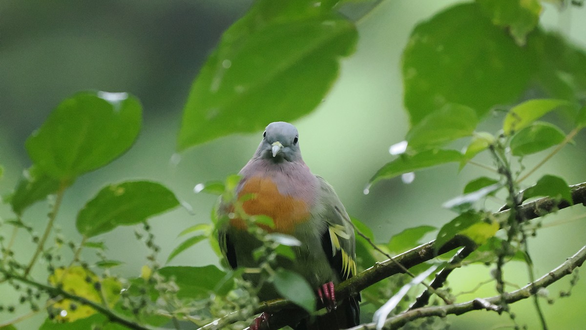 Pink-necked Green-Pigeon - ML643593761