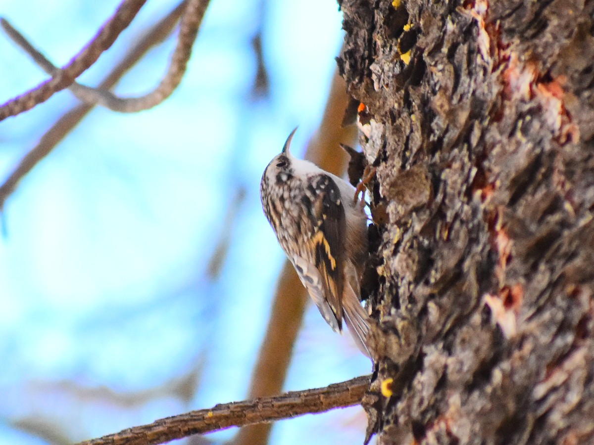 Brown Creeper - ML643593772
