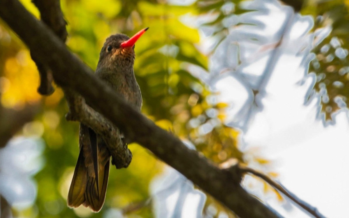 Gilded Hummingbird - ML643593778