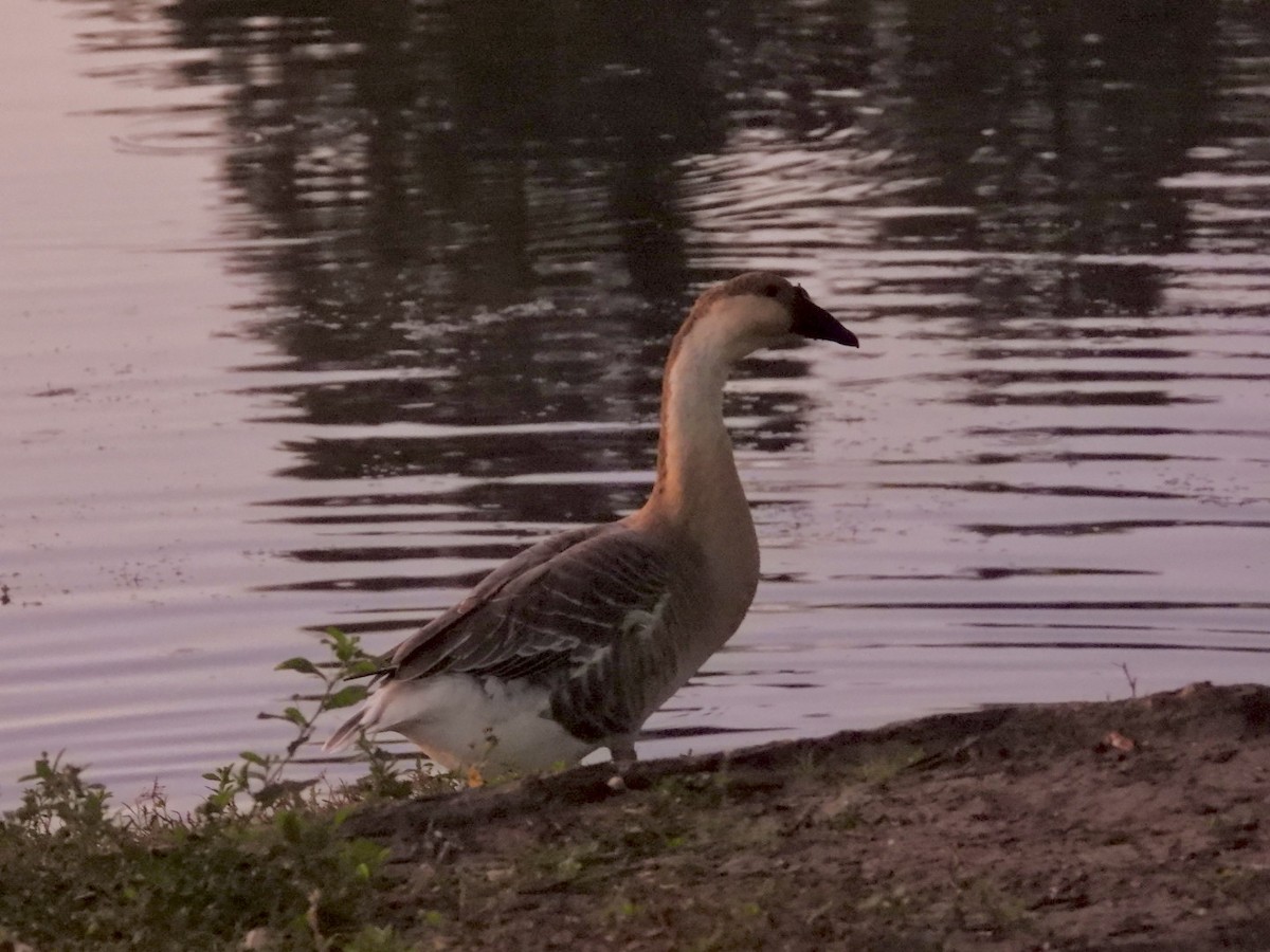 Swan Goose (Domestic type) - ML643593785