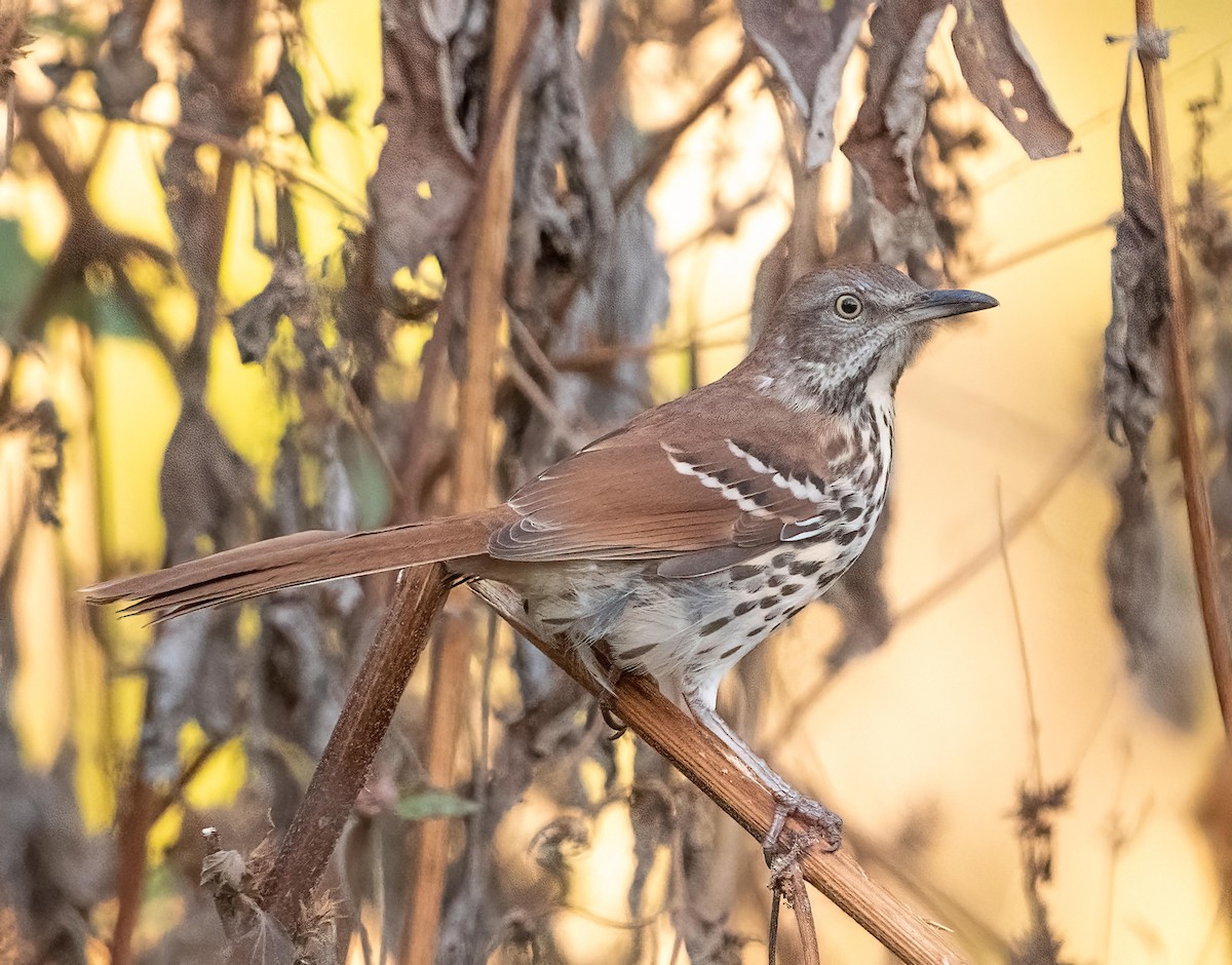 Brown Thrasher - ML643593791