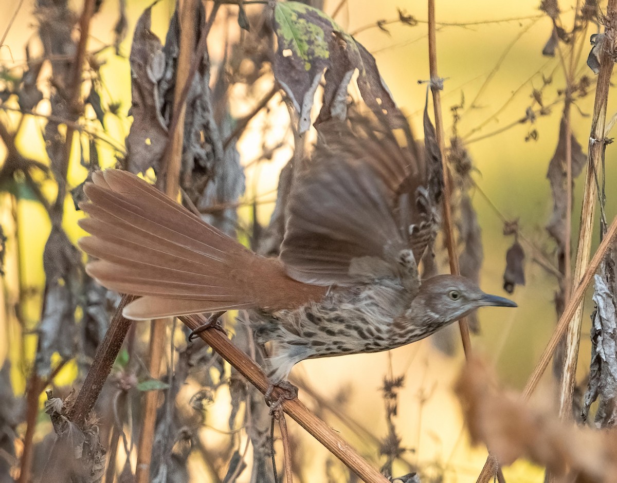 Brown Thrasher - ML643593792