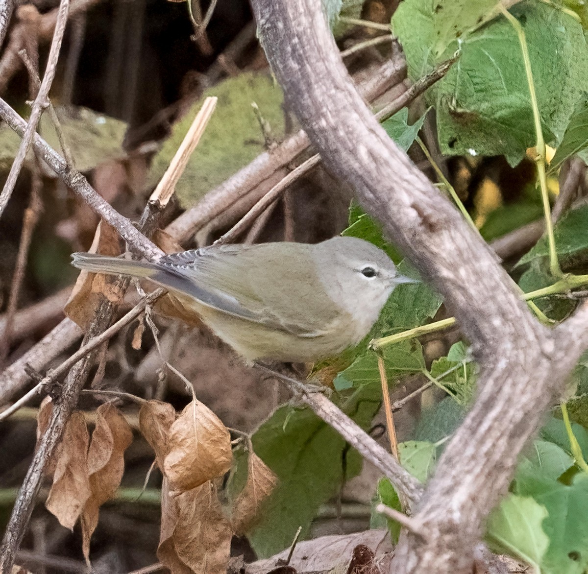 Orange-crowned Warbler - ML643593803