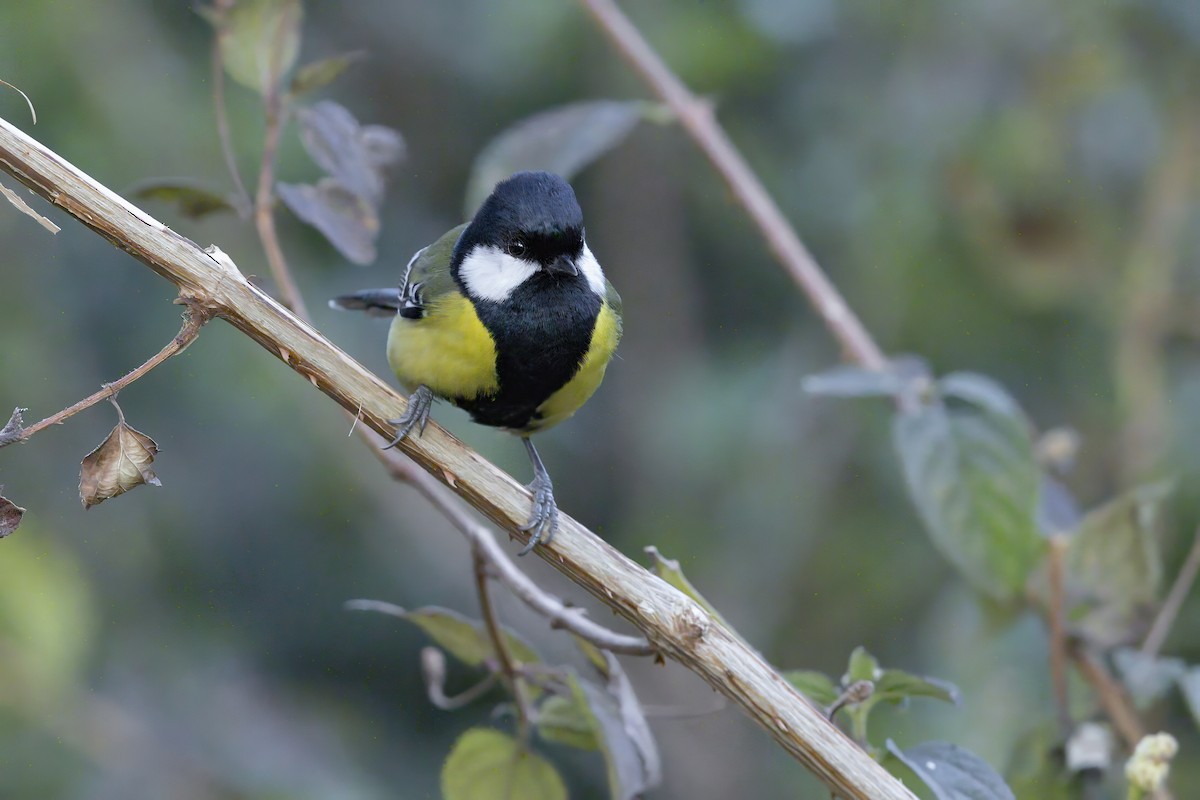 Mésange montagnarde - ML643593817