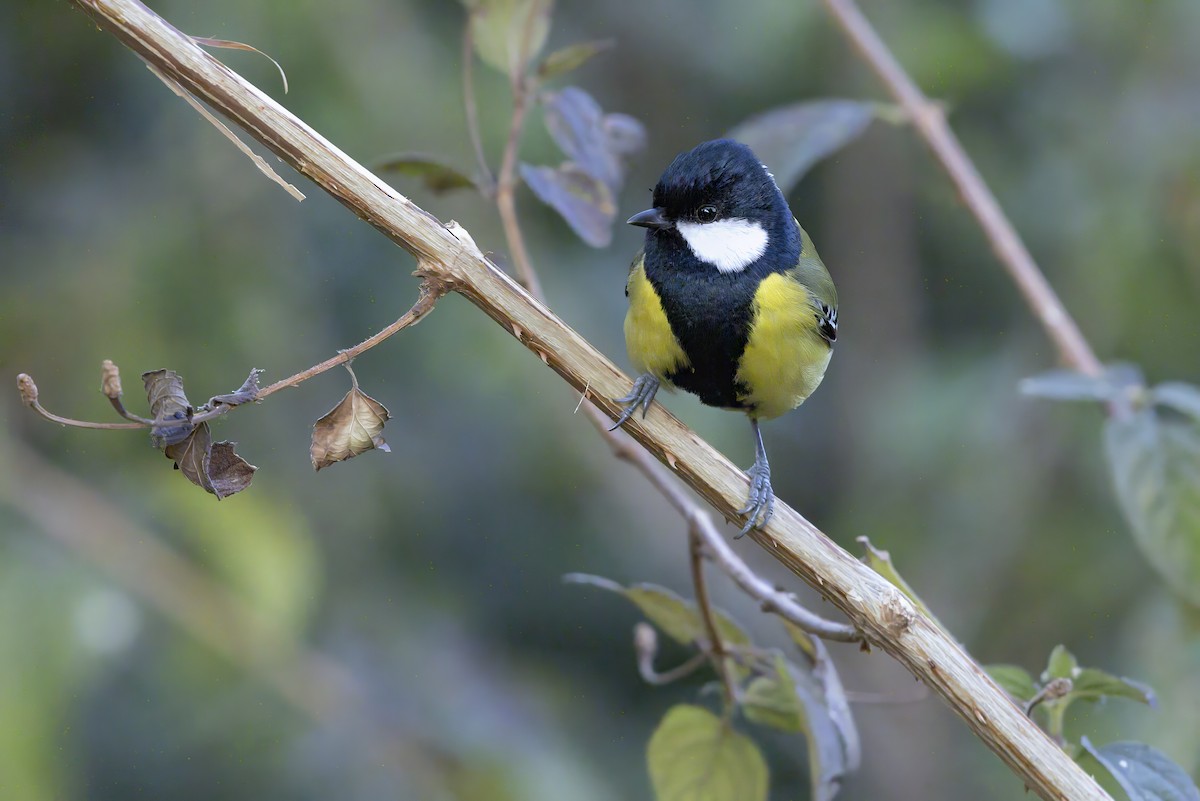 Mésange montagnarde - ML643593818