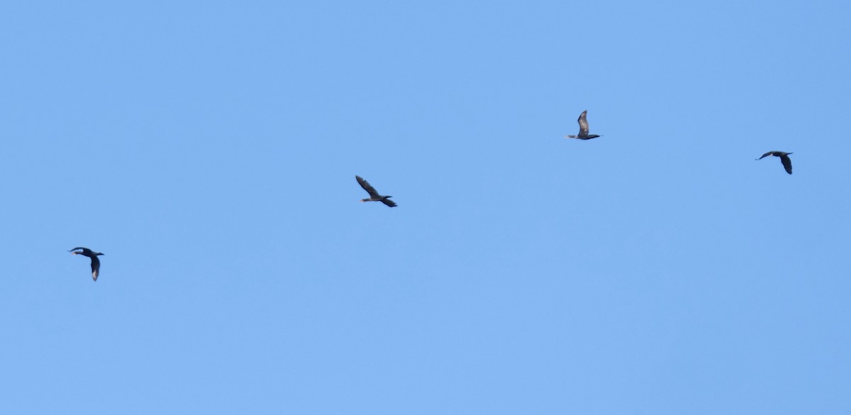 Double-crested Cormorant - ML643593828