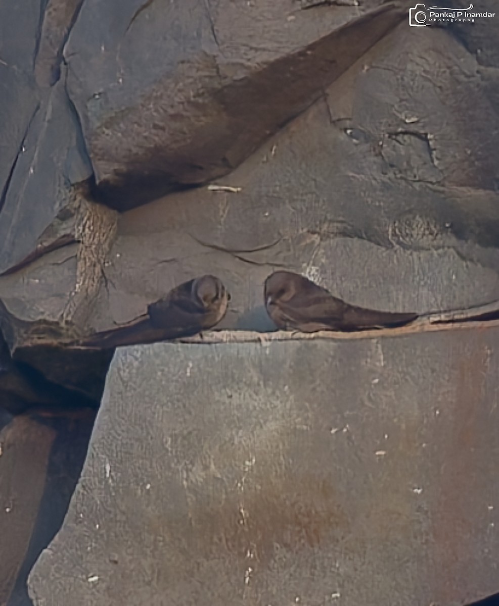 Dusky Crag-Martin - ML643593837