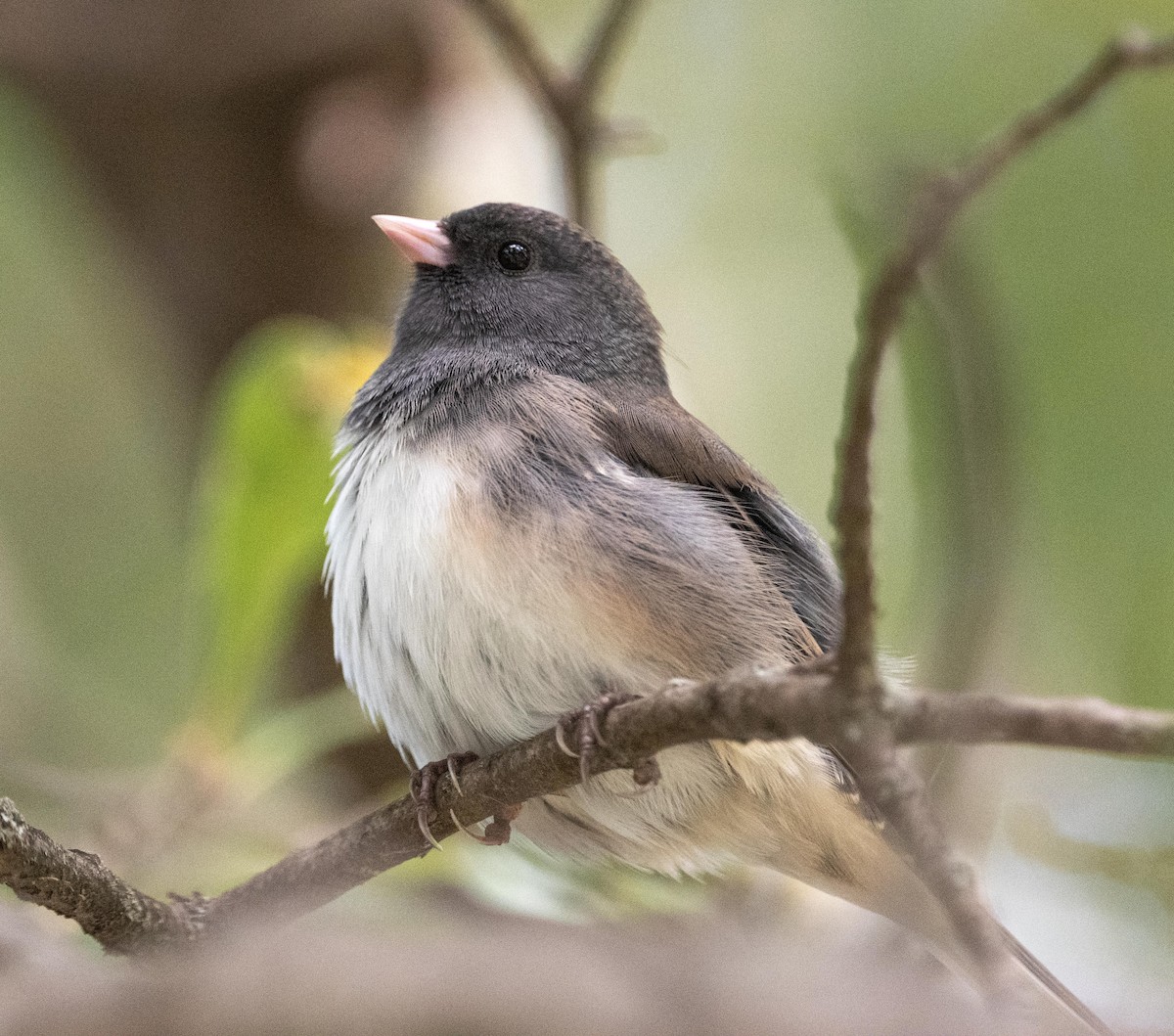 Dark-eyed Junco - ML643593839