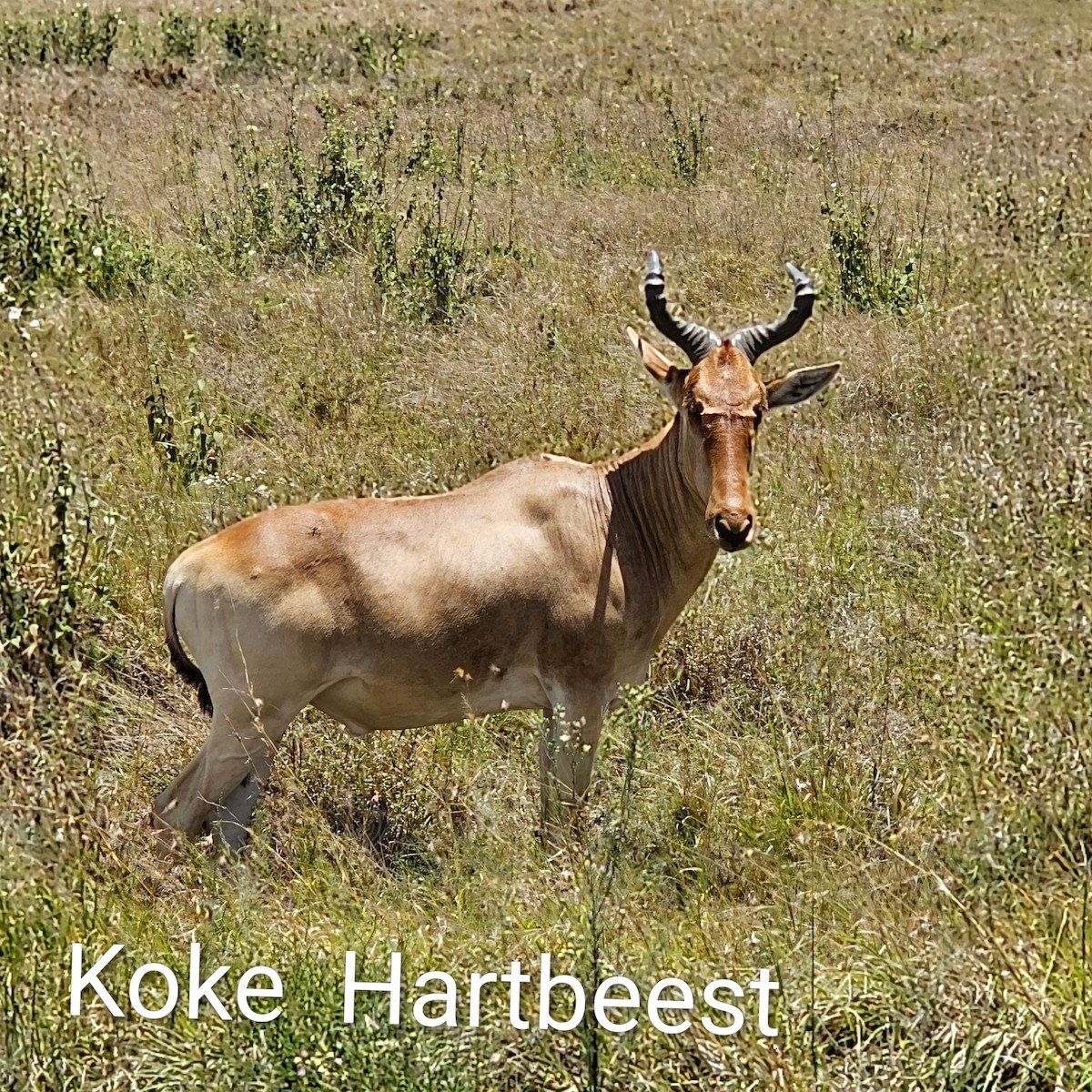 Animals - ML643593843