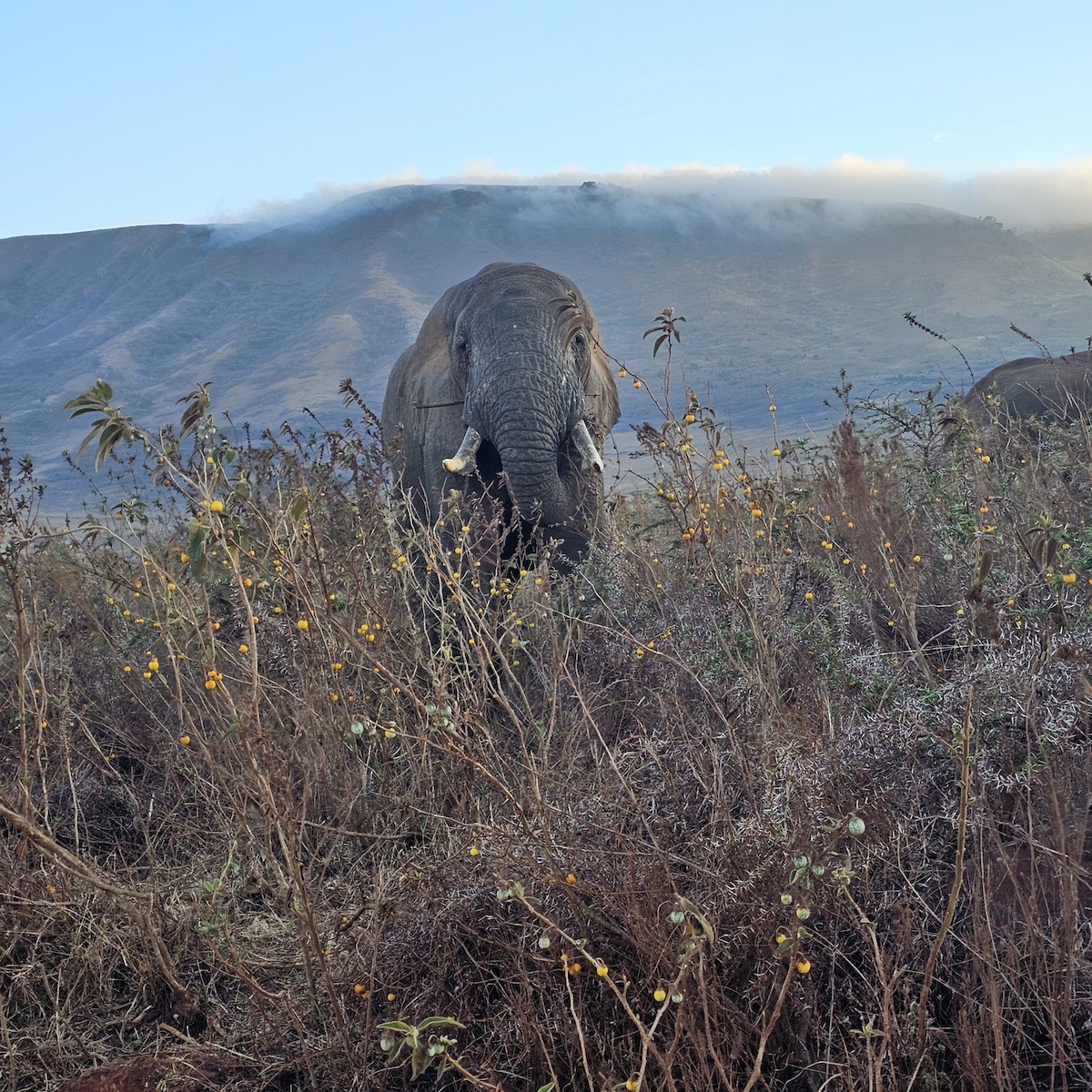 Animals - ML643593844