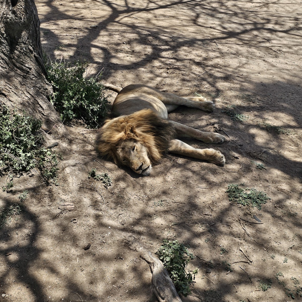 Animals - ML643593845