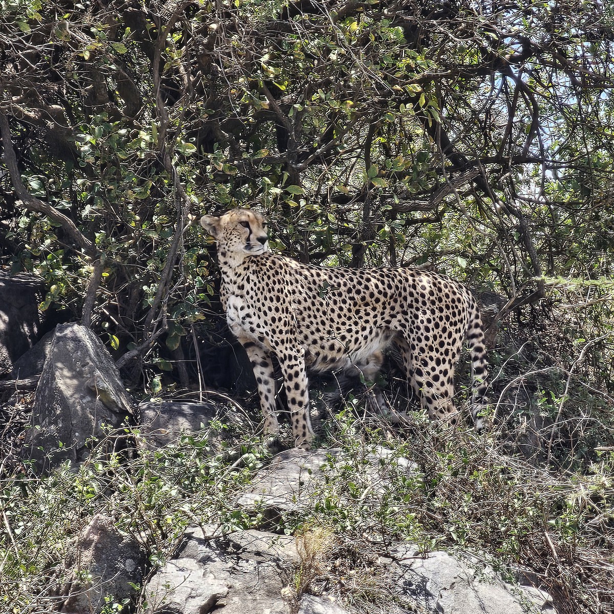 Animals - ML643593846