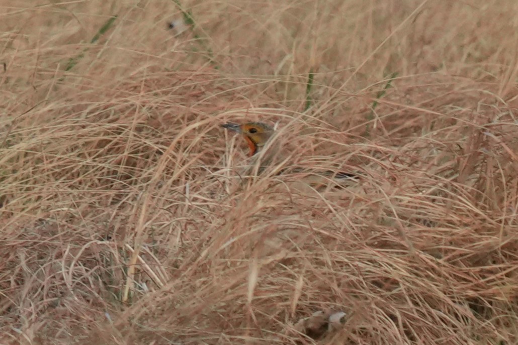 Капский шпорник - ML643593864