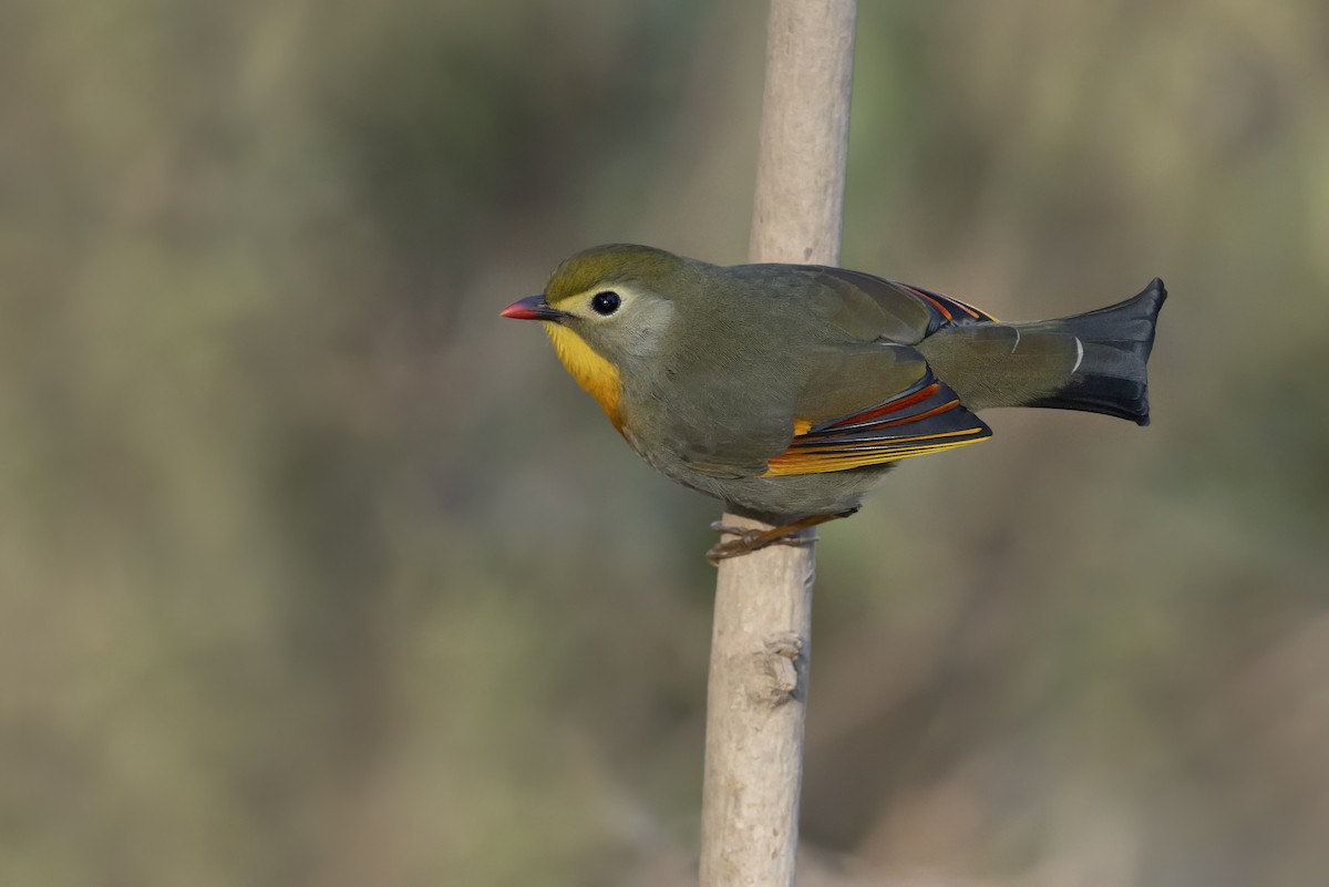 Red-billed Leiothrix - ML643593868