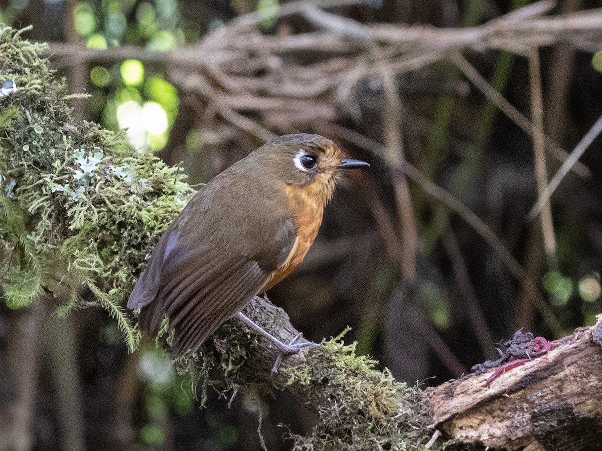 Leymebamba Antpitta - ML643593883