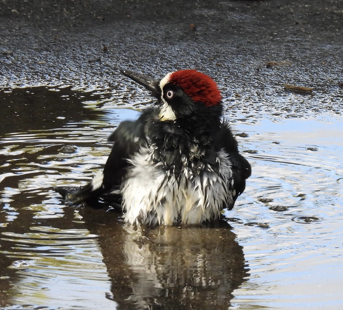 Acorn Woodpecker - ML643593900