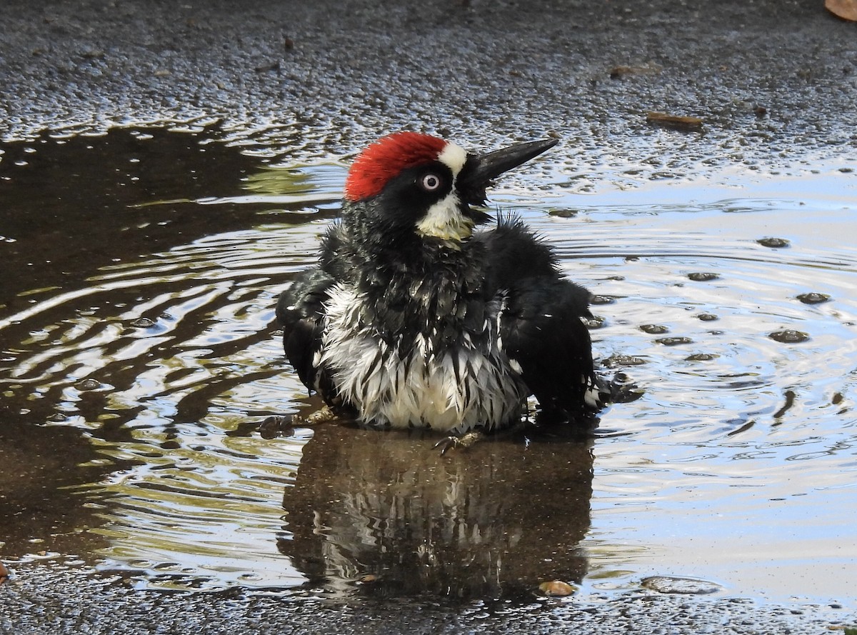Acorn Woodpecker - ML643593901