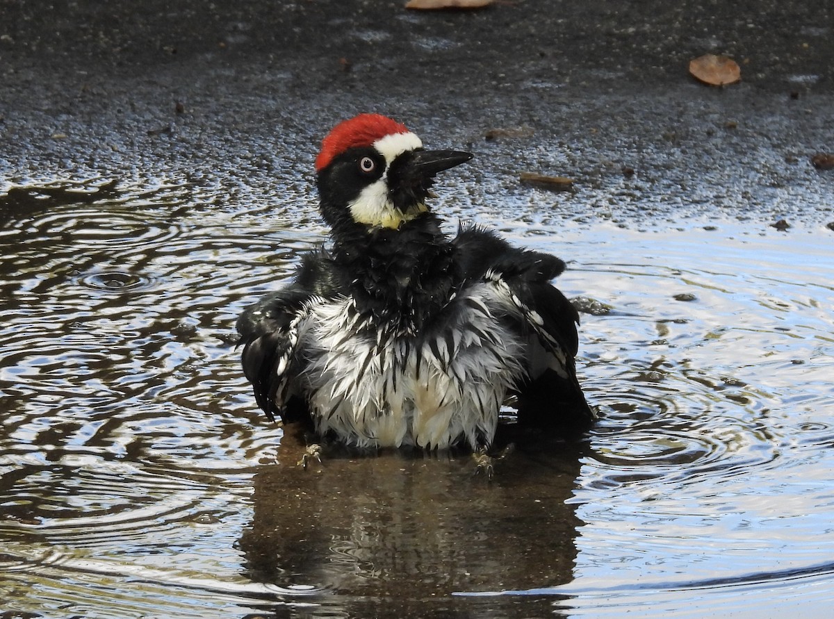 Acorn Woodpecker - ML643593902
