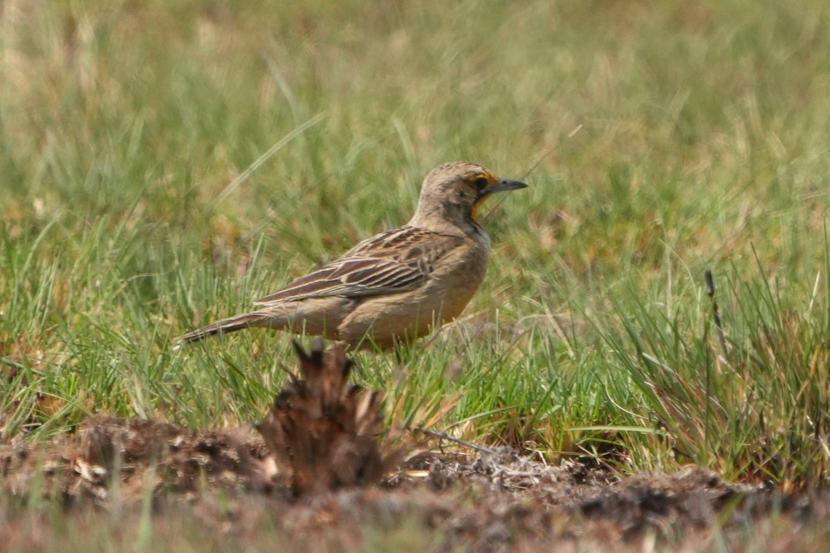 Капский шпорник - ML643593905