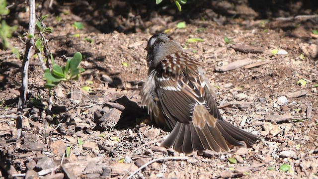 White-crowned Sparrow - ML643593907
