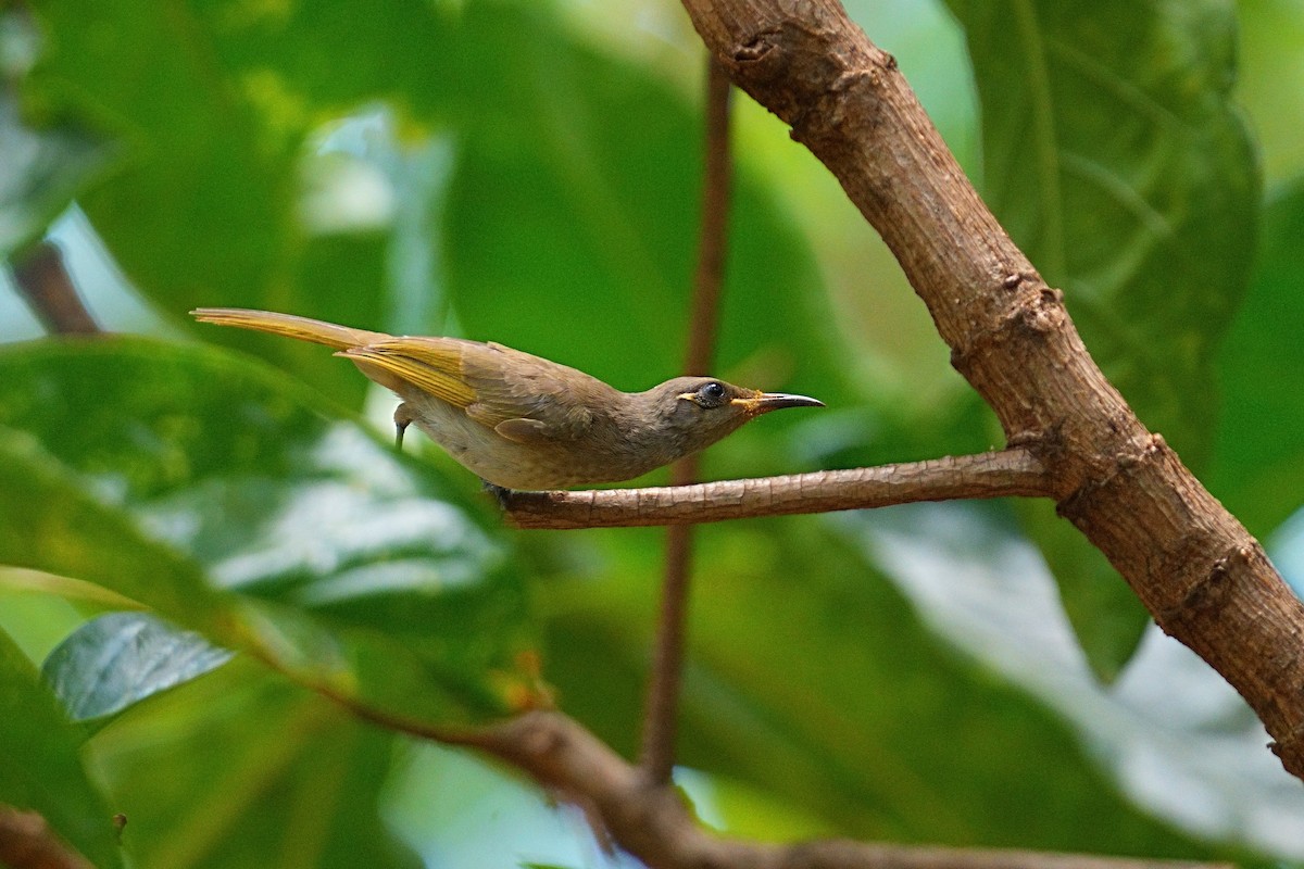 Brown Honeyeater - ML643593917