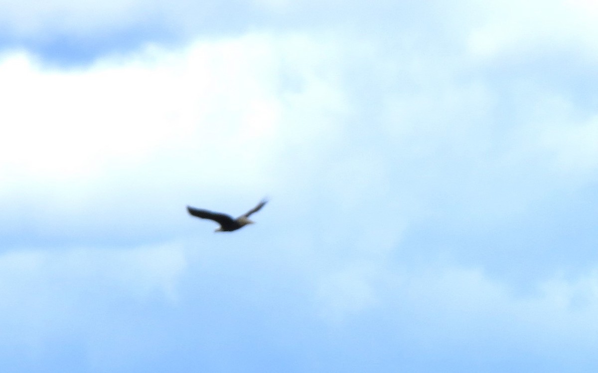 Weißkopf-Seeadler - ML643593919