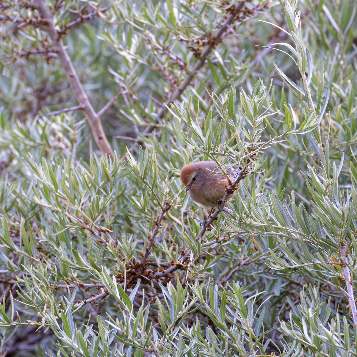 Сікорчик тибетський - ML643593929