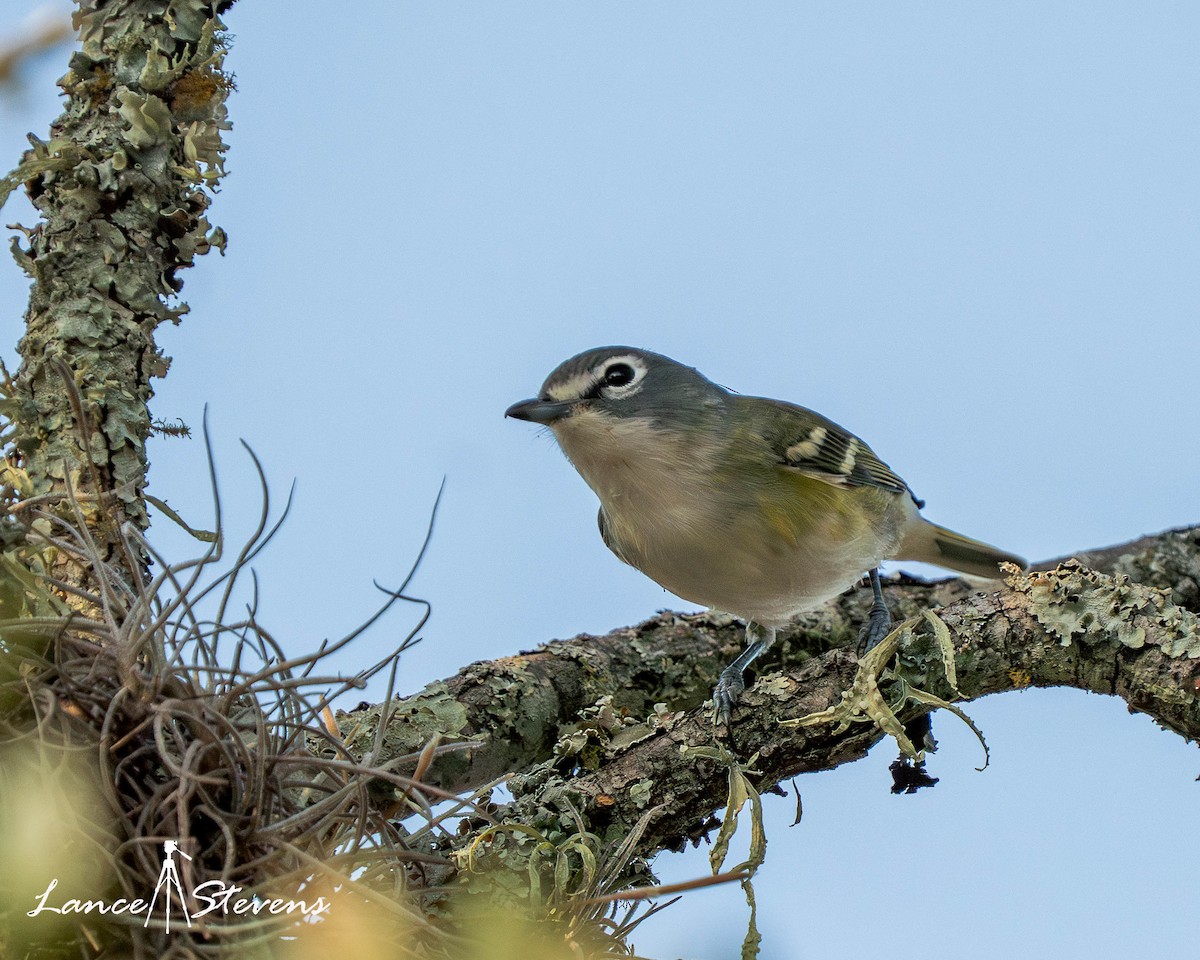 Blue-headed Vireo - ML643593943