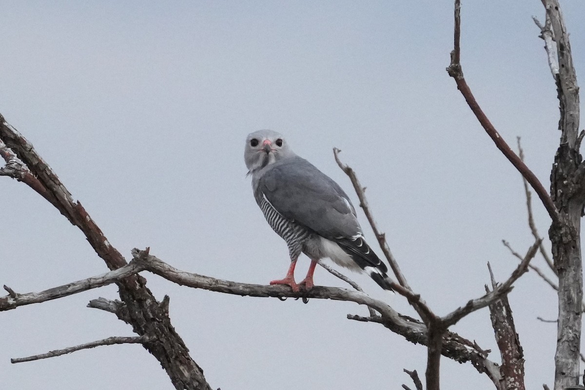 Lizard Buzzard - ML643593949