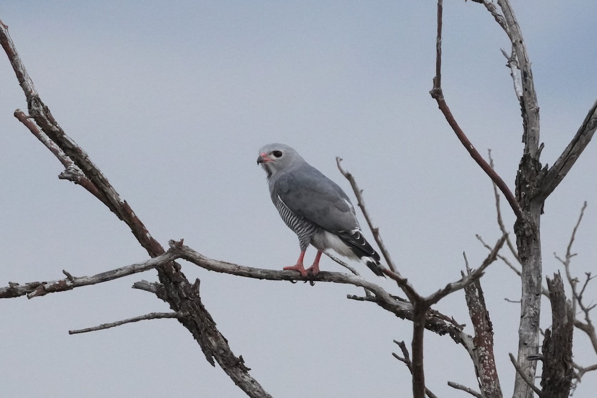 Lizard Buzzard - ML643593950
