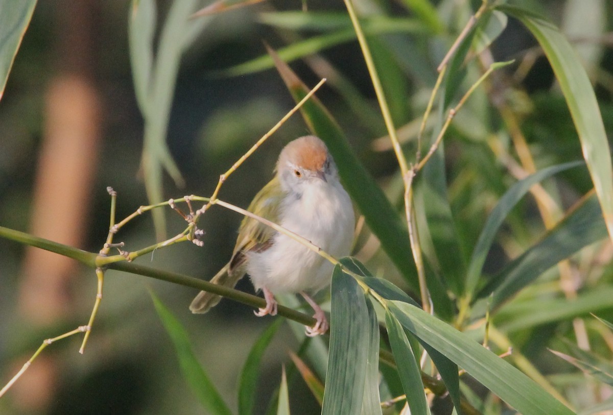 Common Tailorbird - ML643593957
