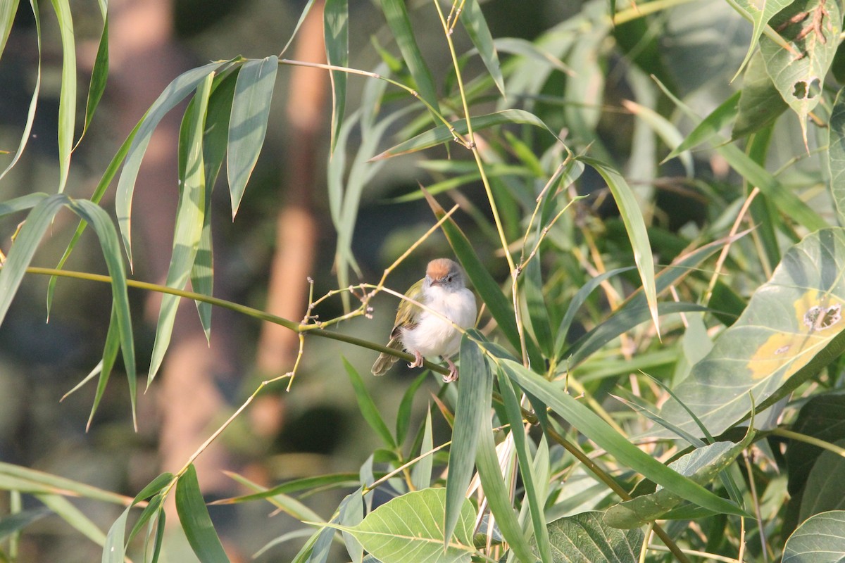 Common Tailorbird - ML643593958