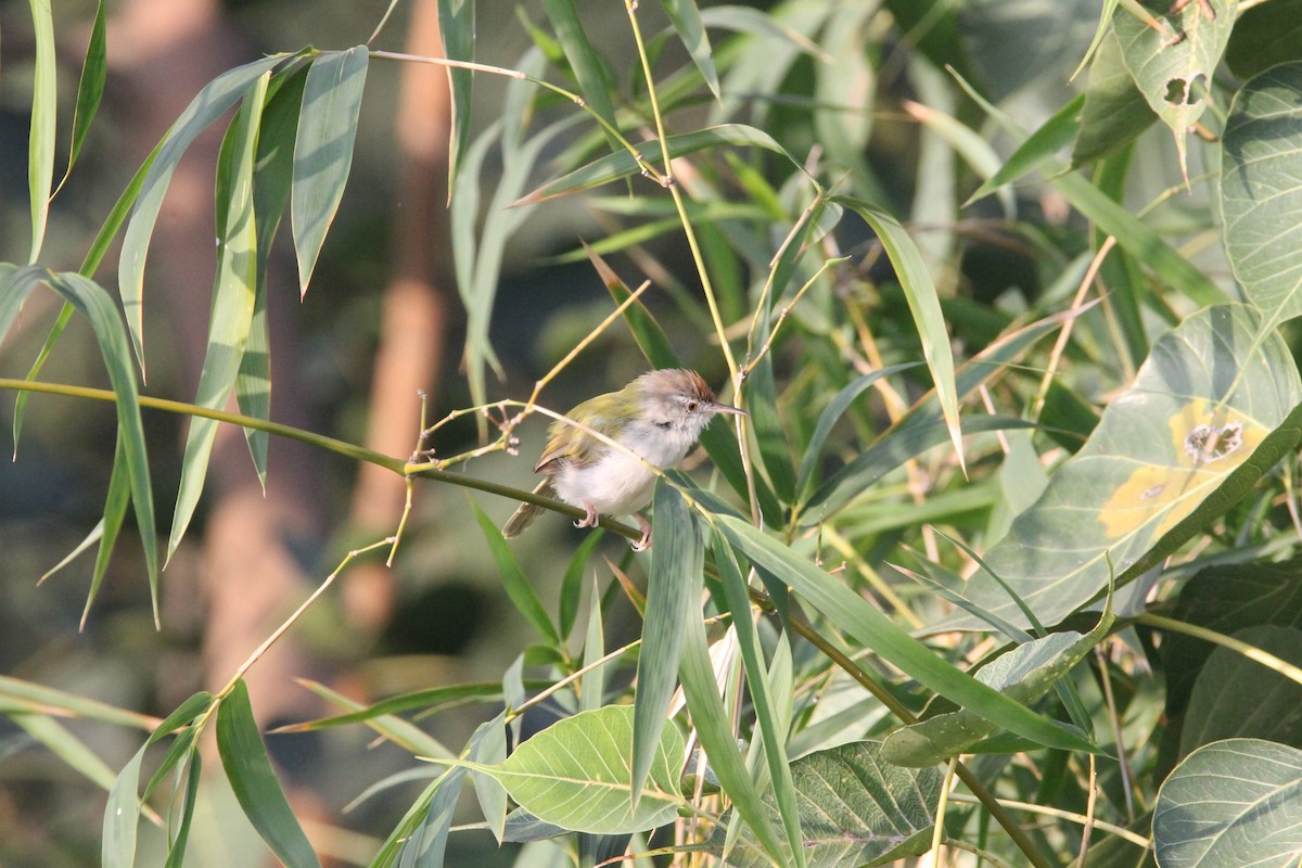 Common Tailorbird - ML643593959