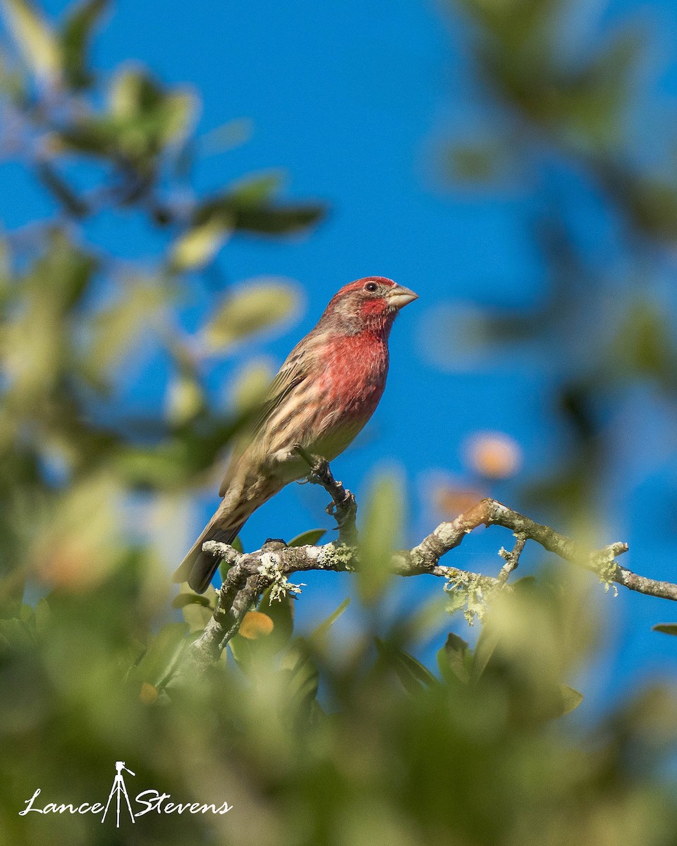 House Finch - ML643593960