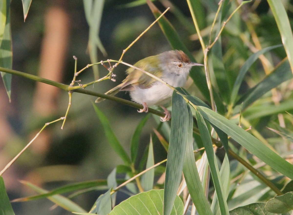 Common Tailorbird - ML643593961
